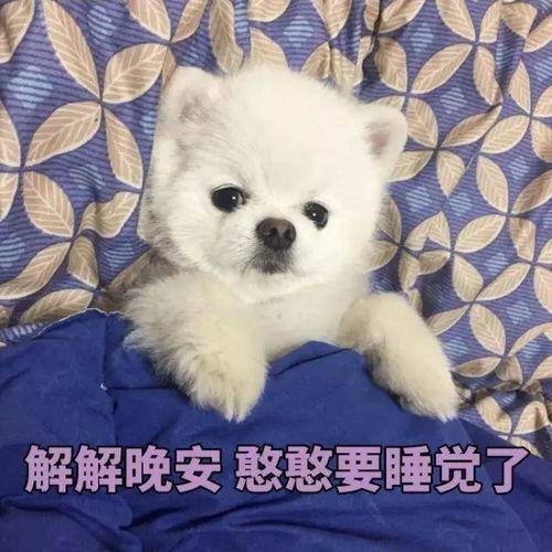 博美爆料新闻报道视频播放,揭秘视频播放背后的真相  第2张 博美爆料新闻报道视频播放,揭秘视频播放背后的真相  第2张